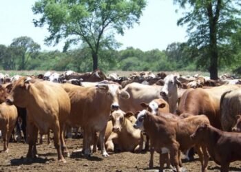 Dos jóvenes terminaron detenidos en La Matanza por robar 30 vacas y 6 caballos