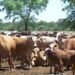 Dos jóvenes terminaron detenidos en La Matanza por robar 30 vacas y 6 caballos