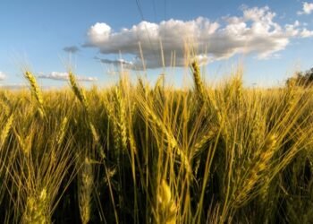 Por los buenos rindes, vuelven a elevar la estimación de la cosecha récord de trigo