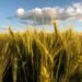 Por los buenos rindes, vuelven a elevar la estimación de la cosecha récord de trigo