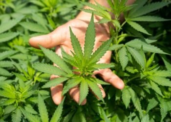 Junín: la justicia devuelve plantas de cannabis secuestradas a un paciente oncológico