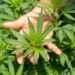 Junín: la justicia devuelve plantas de cannabis secuestradas a un paciente oncológico