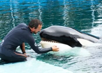 La Provincia elabora un informe sobre la orca Kshamenk