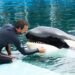 La Provincia elabora un informe sobre la orca Kshamenk