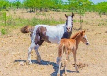 Argentina se ubica entre los 10 países con más empresas de biotecnología del mundo